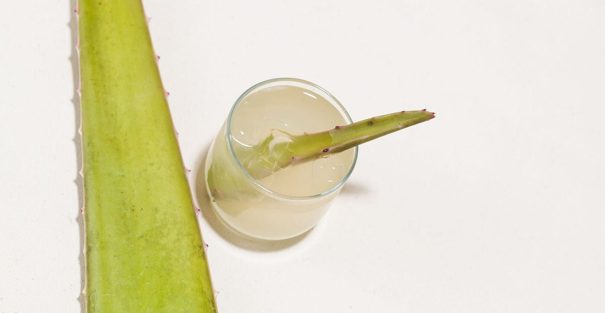 aloe vera blatt bestellen Aloe vera Blatt frisch frisch geliefert